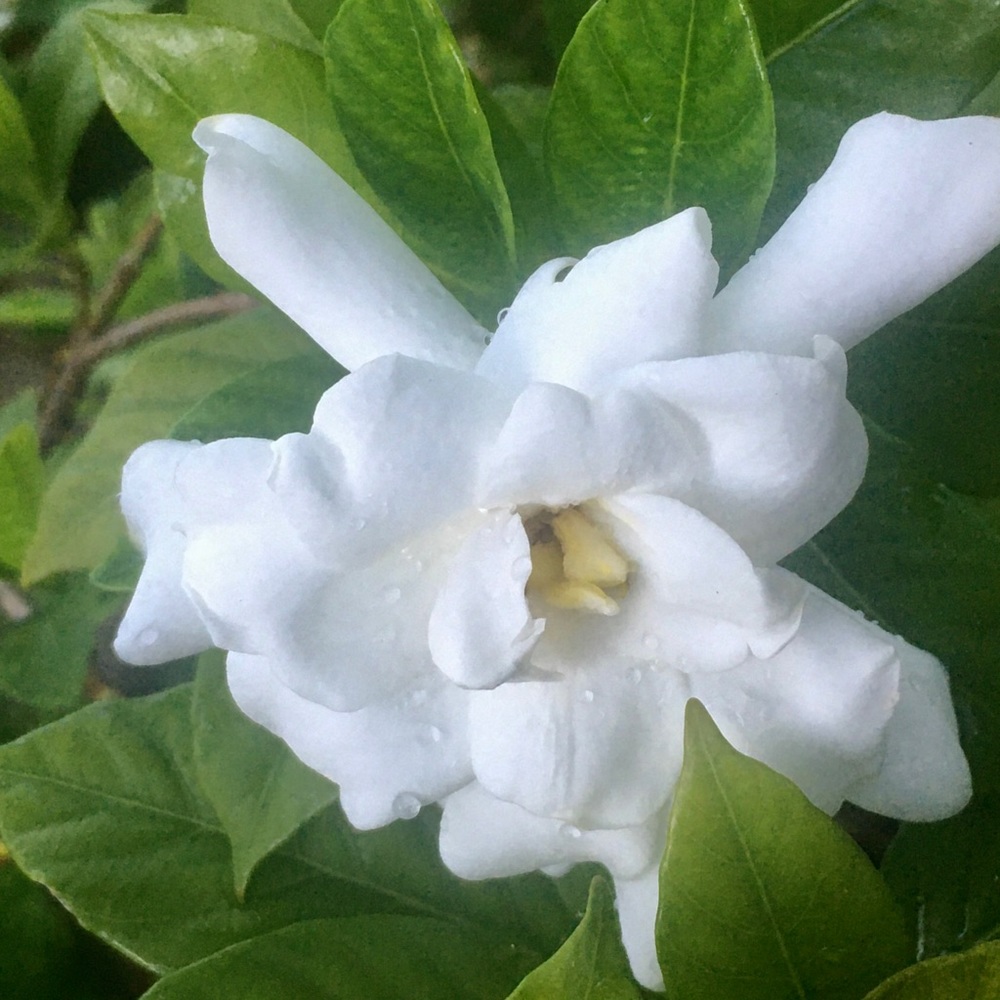 Meet your Posher, Sandra.